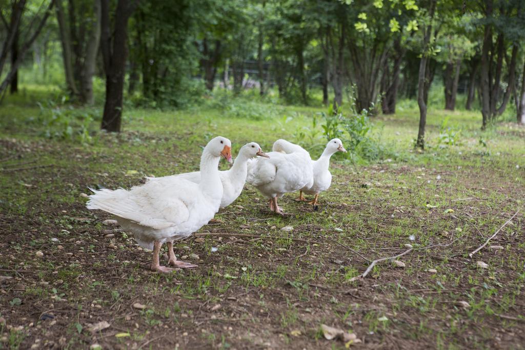 Medea Agriturismo Borg Da Ocjs מראה חיצוני תמונה